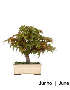 Bonsaï Acer Palmatum Deshojo de 23 ans