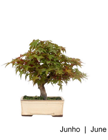 Acer Palmatum Deshojo Bonsai de 23 años | Luso Bonsai