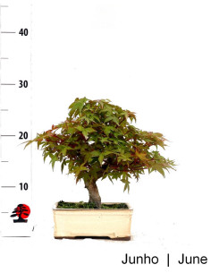 Acer Palmatum Deshojo Bonsai di 23 anni 2