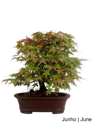 Luso Bonsai | Acer Palmatum Deshojo Bonsai de 30 ans