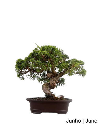 Juniperus Itoigawa Bonsai 25 años | Luso Bonsai