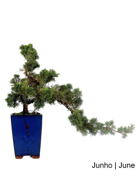 Juniperus Chinesis Bonsai di 31 anni