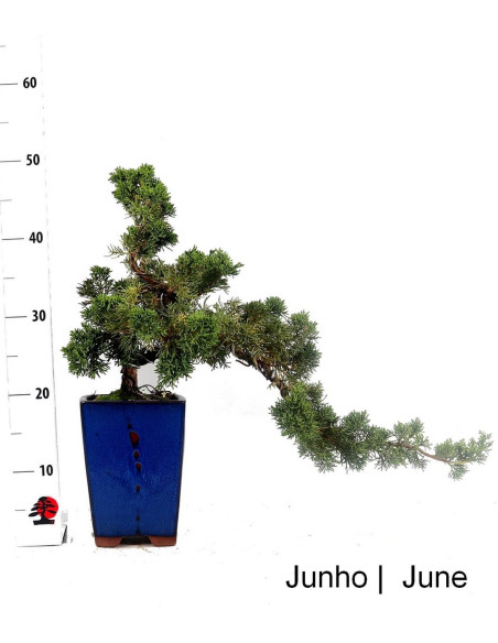 Juniperus Chinesis Bonsai di 31 anni