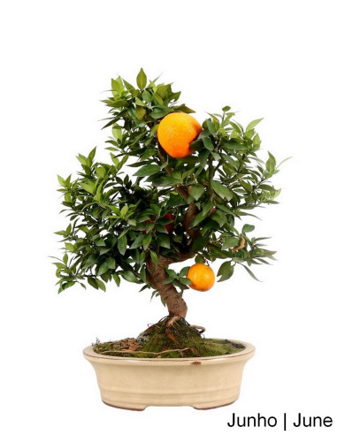 Citrus Myrtifolia Bonsai de 23 años | Luso Bonsai