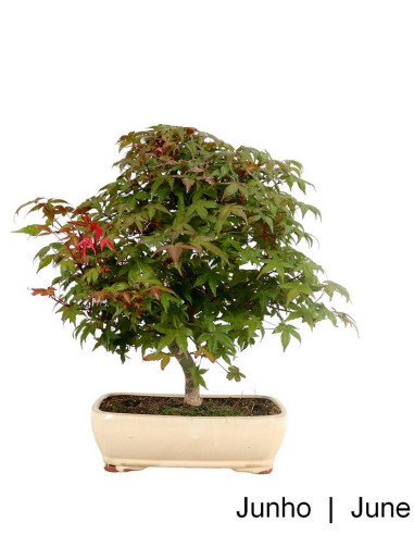 Acer Palmatum Deshojo Bonsai de 29 ans | Luso Bonsai