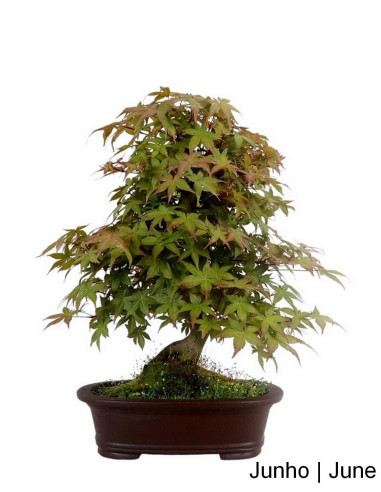 Acer Palmatum Deshojo Bonsai 32 años | Luso Bonsai