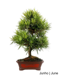 Podocarpus Bonsai von 27 Jahren 2