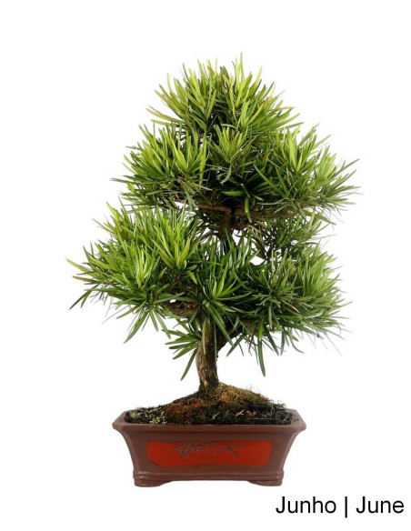 Podocarpus Bonsai de 27 ans