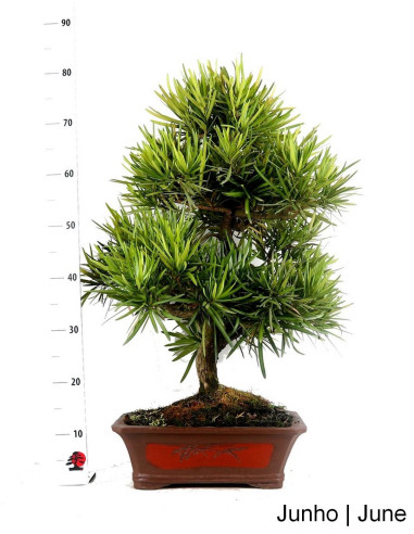 27-year-old Podocarpus Bonsai