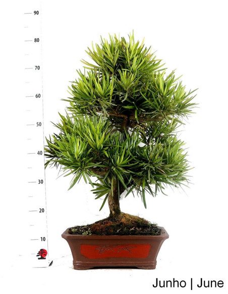27-year-old Podocarpus Bonsai