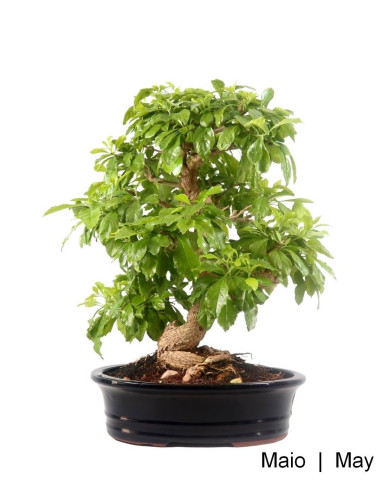 Bonsai di Durantha Repens di 29 anni