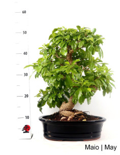 Bonsai di Durantha Repens di 29 anni 2