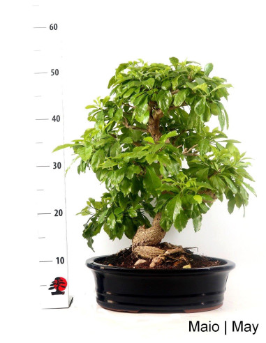 Bonsai di Durantha Repens di 29 anni