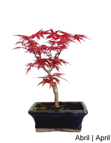 Acer Palmatum Deshojo Bonsai di 7 Anni
