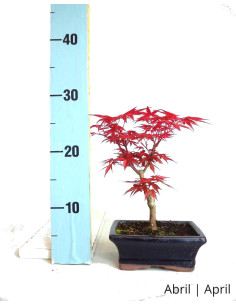 Acer Palmatum Deshojo Bonsai von 7 Jahren 2