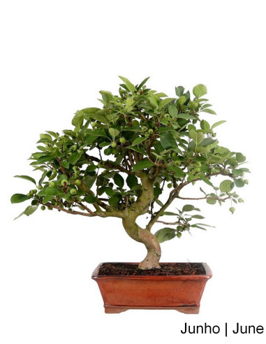 Macieira "Everest" Bonsai de 23 años | Luso Bonsai