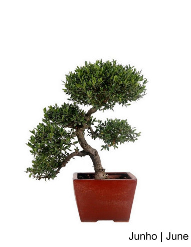 21-year-old Ilex Crenata Bonsai