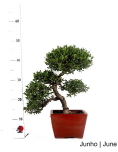 Ilex Crenata Bonsai, 21 Jahre alt 2