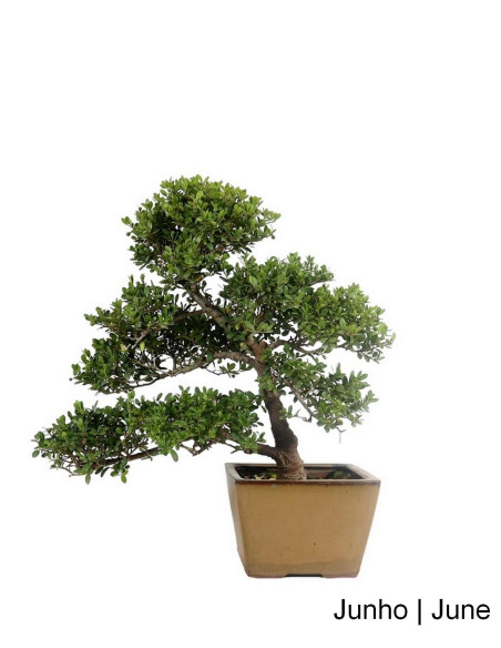 Ilex Crenata Bonsai de 21 anos