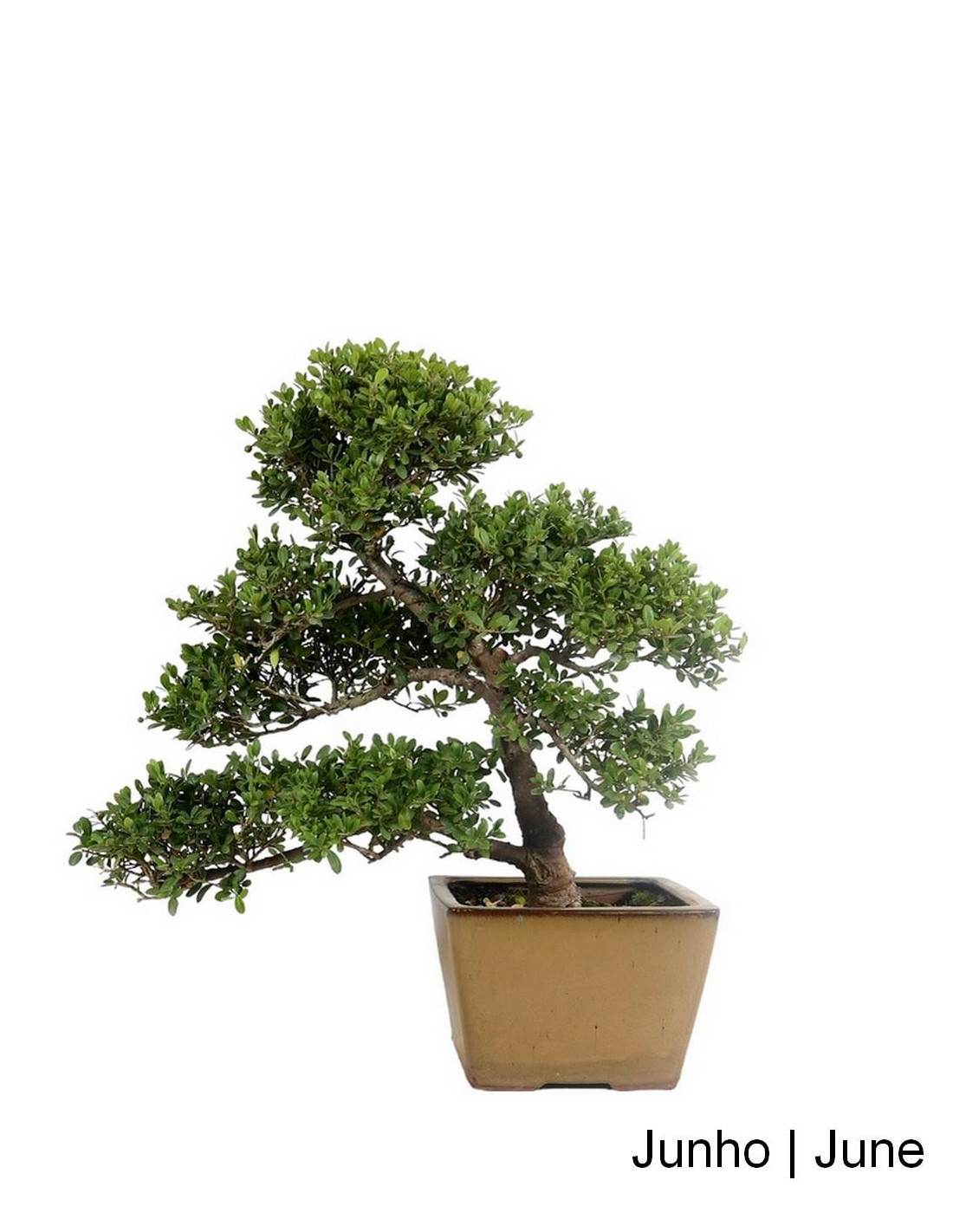 lego bonsai light kit Light Kit For Bonsai Tree, 10281  United Brick Co