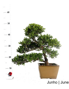 Mandelbaum Bonsai von 2012