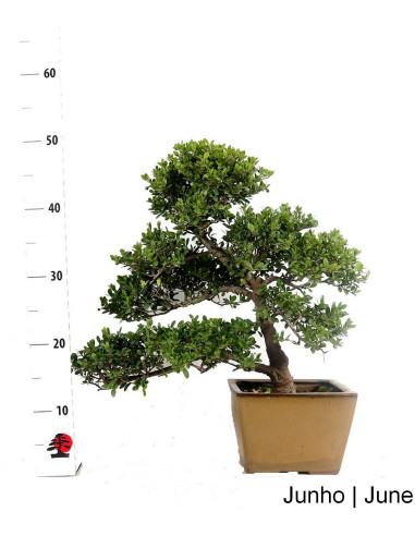 Ilex Crenata Bonsai de 21 anos