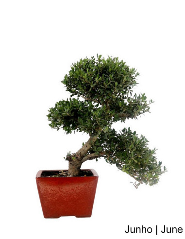 Ilex Crenata Bonsai 21 años | Luso Bonsai