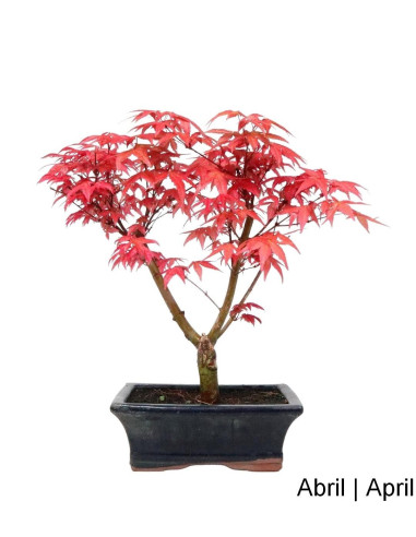 Acer Palmatum Deshojo Bonsai von 9 Jahren