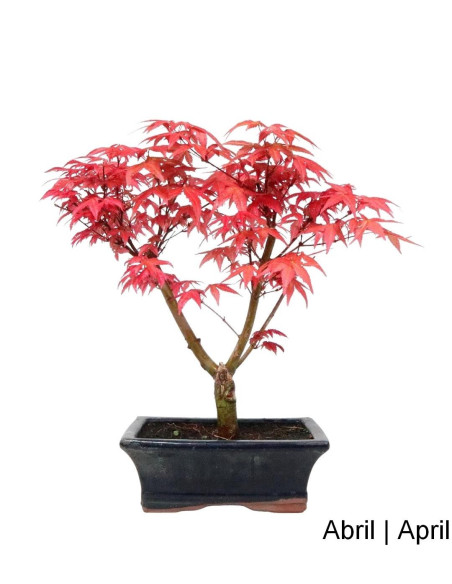 Acer Palmatum Deshojo Bonsai von 9 Jahren