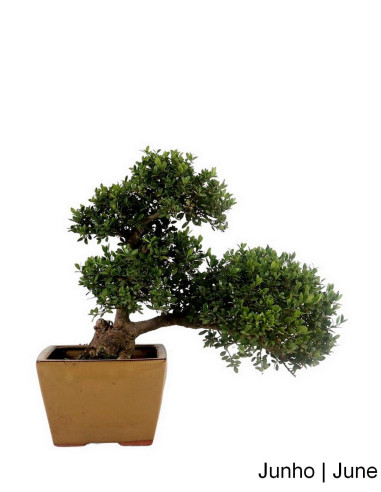 Ilex Crenata Bonsai 21 años | Luso Bonsai