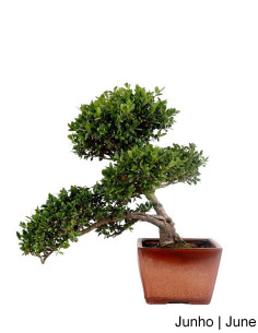 Bonsaï Ilex Crenata de 21 ans