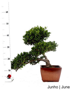 21-year-old Ilex Crenata Bonsai 2