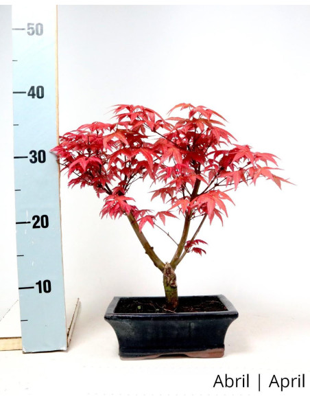 Acer Palmatum Deshojo Bonsai von 9 Jahren