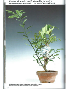 Buch - Bonsai Leidenschaft - Das Abmoosen 2
