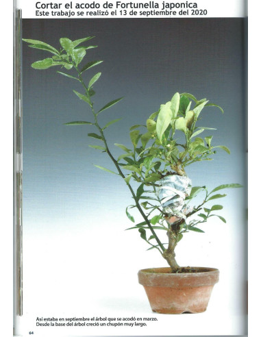 Book - Bonsai Passion - El Acodo