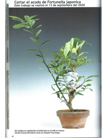 Livro - Bonsai Passion - El Acodo
