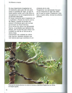 Buch - Bonsai Leidenschaft - Jährliche Arbeiten (1) von Dezember bis April 2