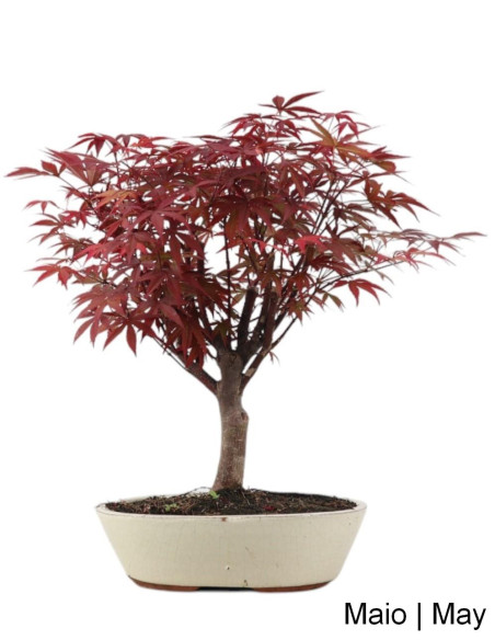 Acer Palmatum Atropurpureum Bonsai de 17 Anos