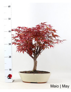 Acer Palmatum Atropurpureum Bonsai of 17 Years 2
