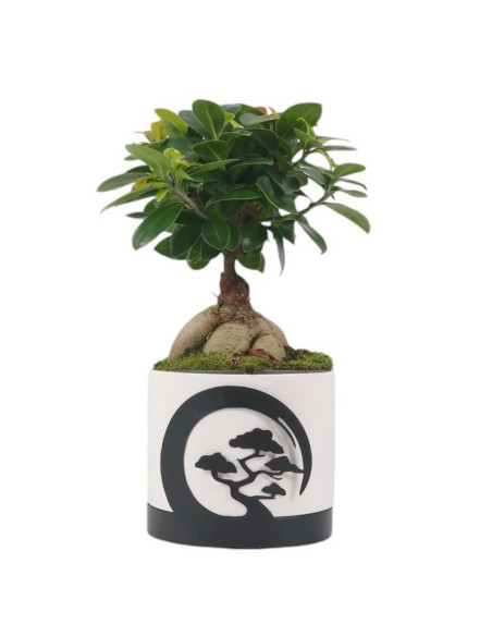 Ficus Ginseng 12 cm - Vaso Keramik Moonlight