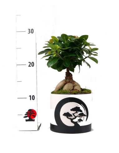 Ficus Ginseng 12 cm - Vaso Keramik Moonlight