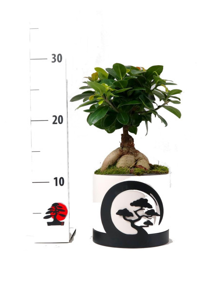 Ficus Ginseng 12 cm - Vaso Ceramico Moonligth