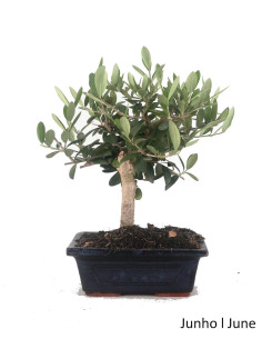 Oliveira Bonsai de 7 Ans