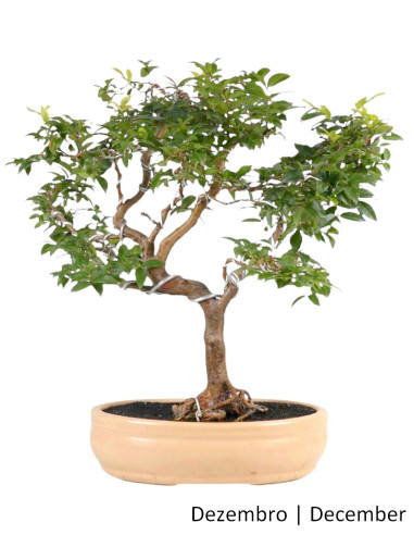 Syzigium Indica Bonsai de 26 años | Luso Bonsai