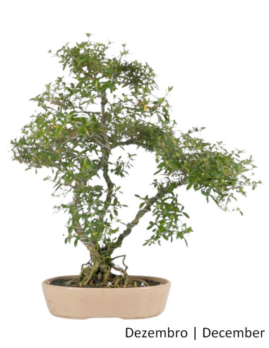 21-year Serissa Bonsai | Luso Bonsai