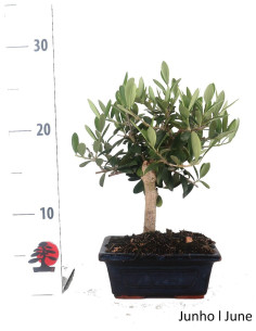 Oliveira Bonsai de 7 Ans 2