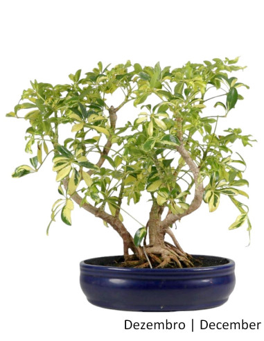 21 años Schefflera Arboricola Bonsai | Luso Bonsai