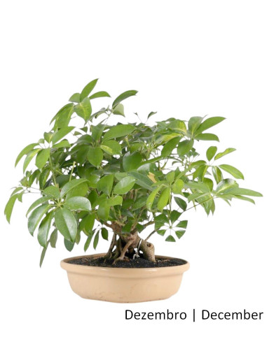 Schefflera Arboricola Bonsai 20 ans | Luso Bonsai