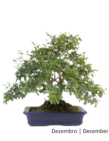 22 años Ligustrum Bonsai | Luso Bonsai