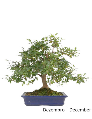 22 ans Ligustrum Bonsai | Luso Bonsai